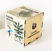 Подарочный набор для выращивания в кубике ЭкоДом «Сосна обыкновенная»